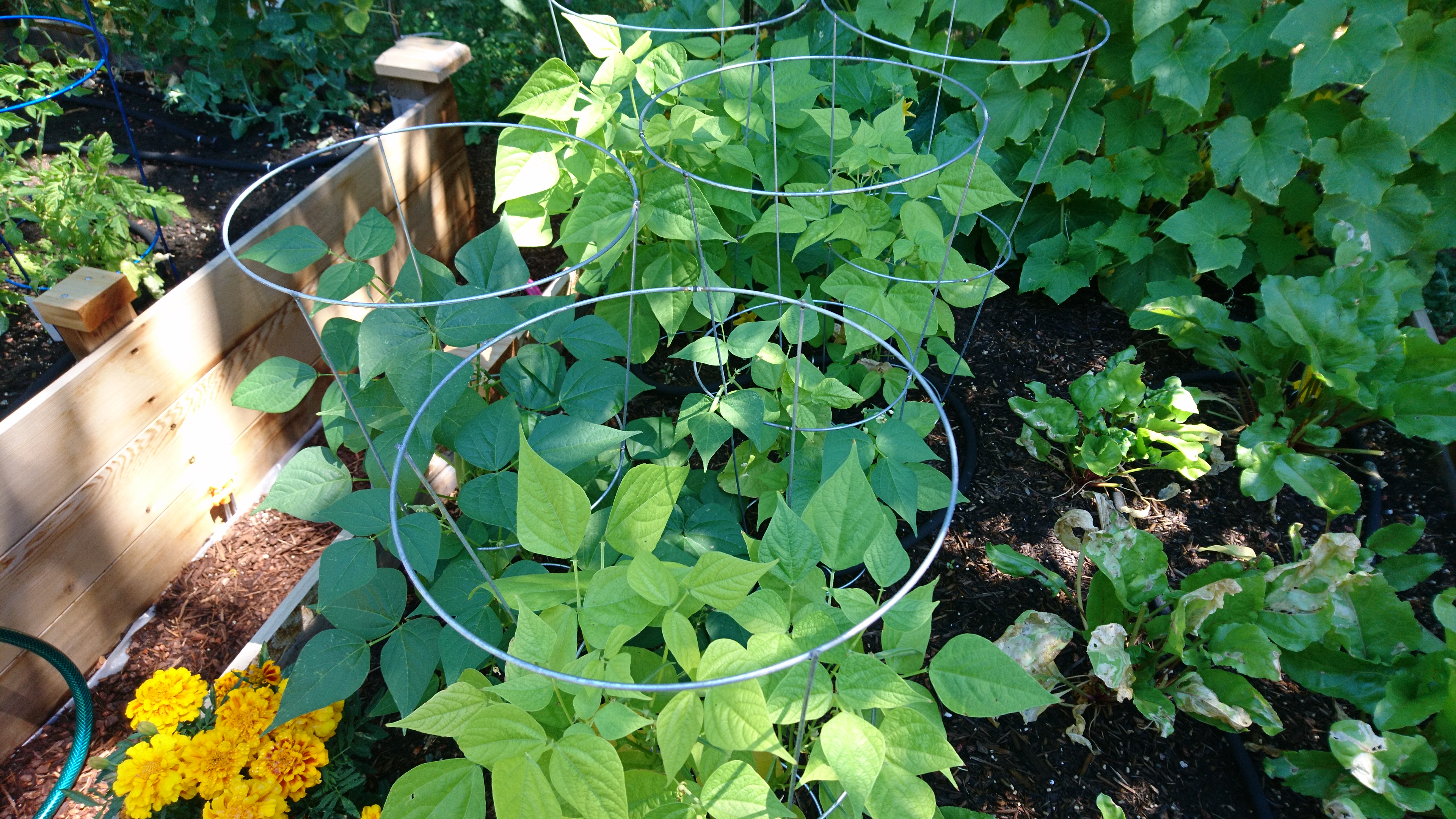 bean plants growing in the raised bed