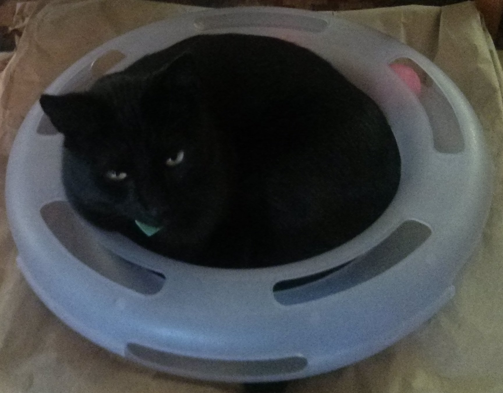 black cat curled into a ball in a plastic ring