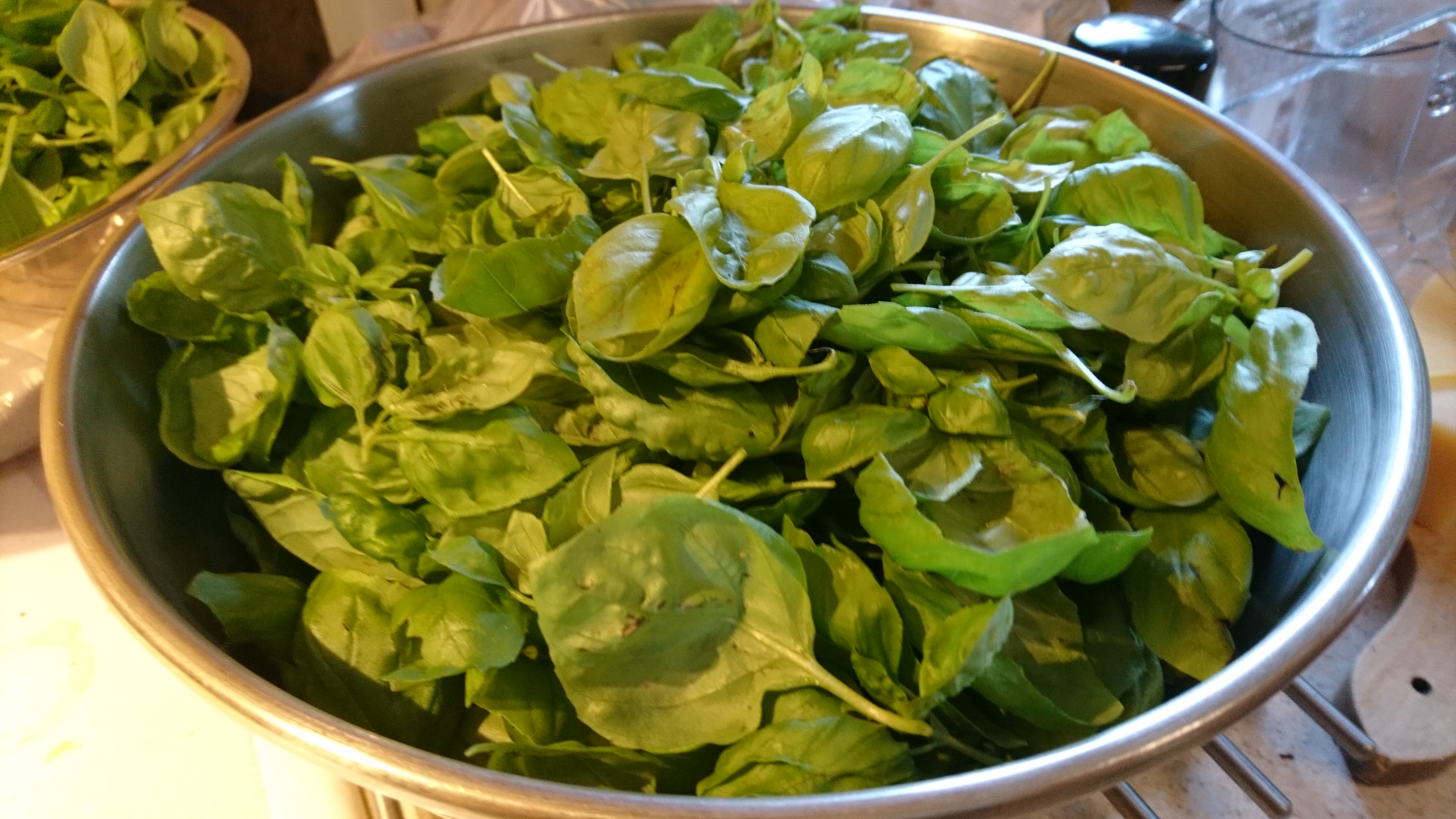 big bowl of basil leaves