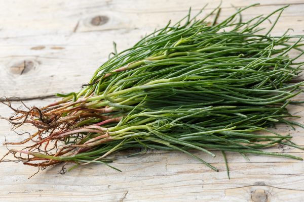 bunch of agretti, with roots attached