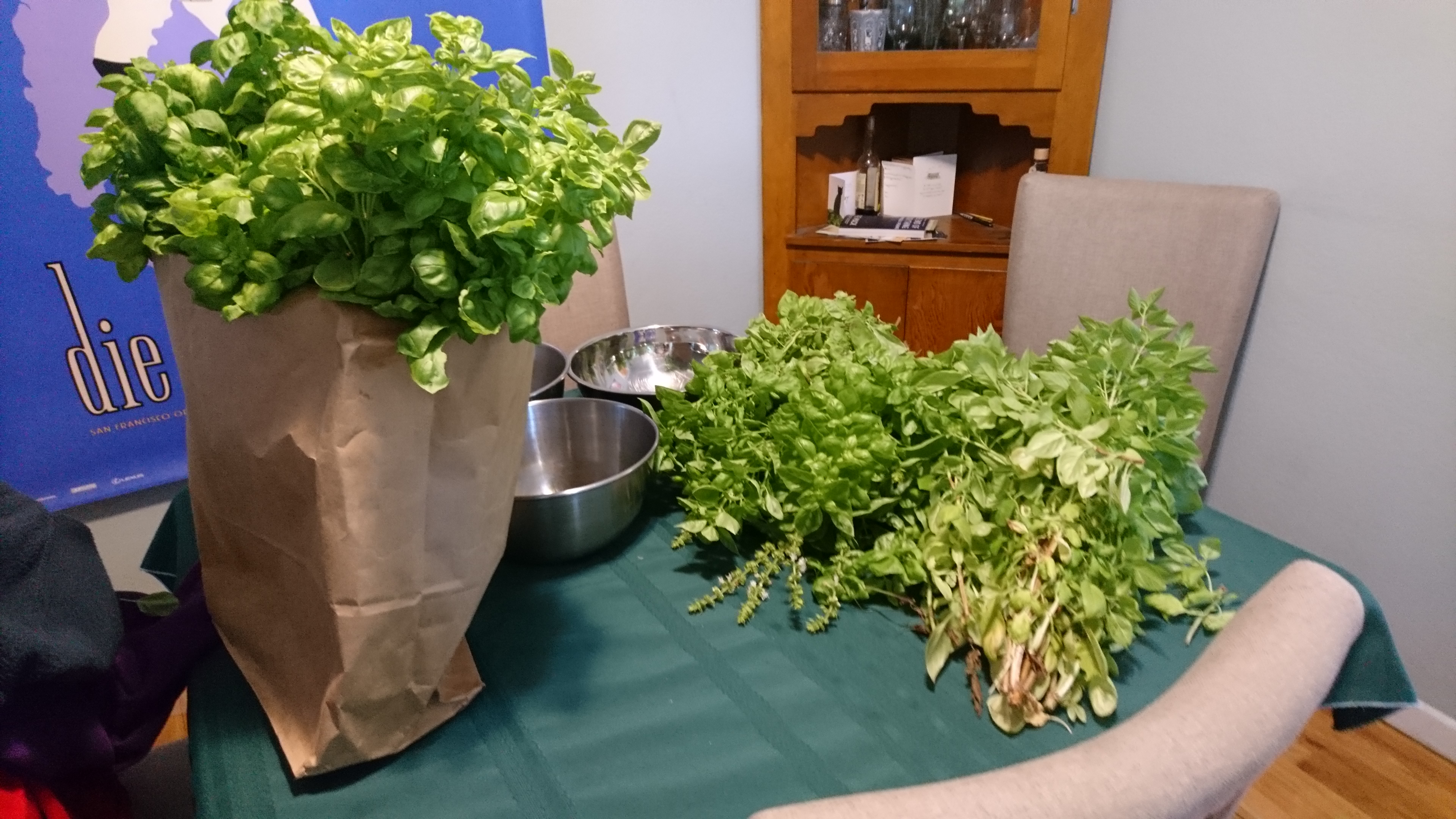 basil harvest on the kitchen table