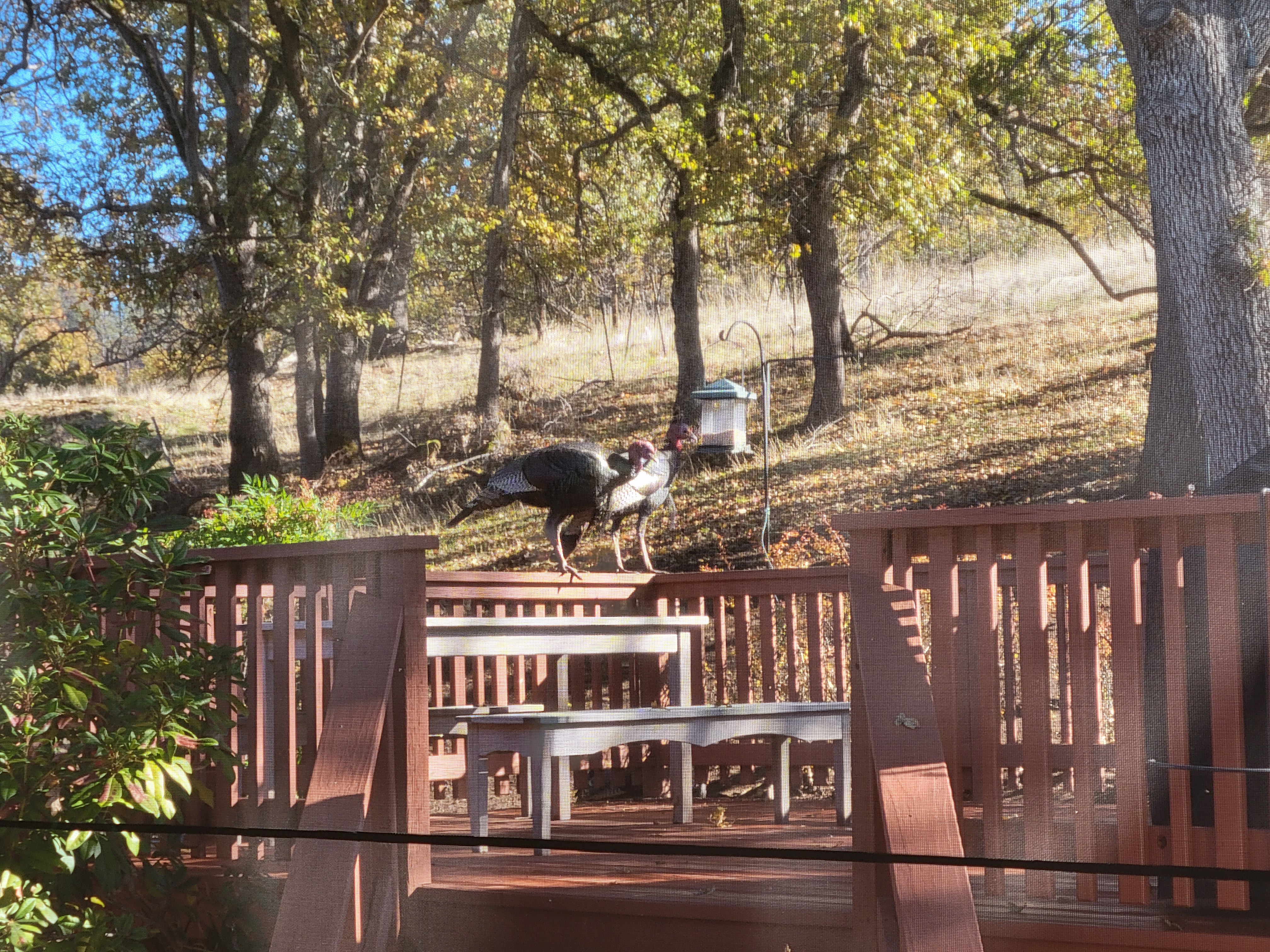 turkeys standing on the deck railing, eating out of the bird feeder