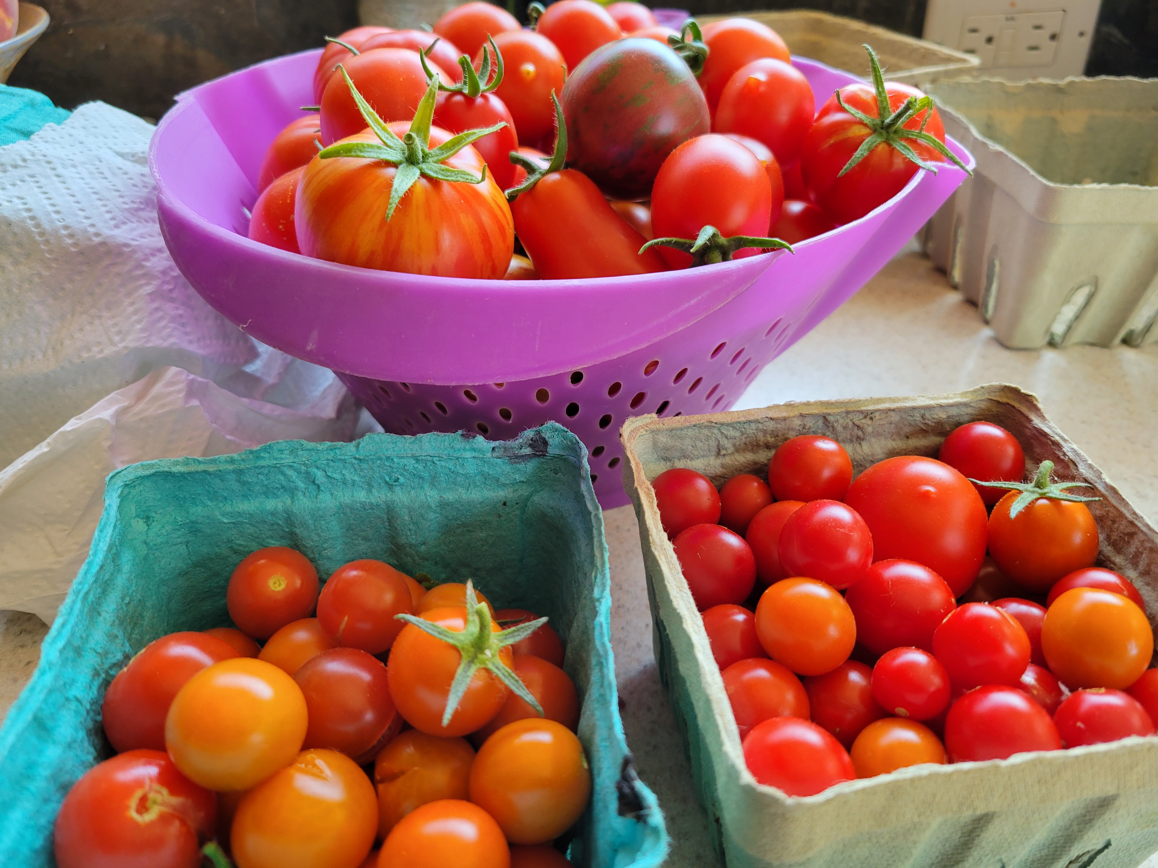 three baskets of recently harvested tomatoes